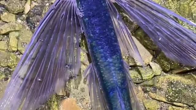 Small fish with wings