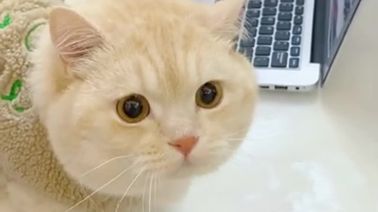 Funny Cat Video comedy video