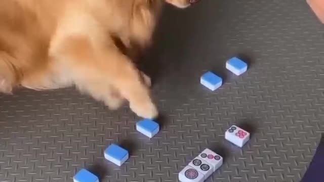 This Is The World's SMARTEST DOG.