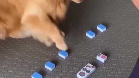 This Is The World's SMARTEST DOG.