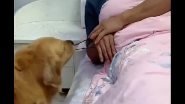 Funny dog video 2022,Try not tolaugh dog|