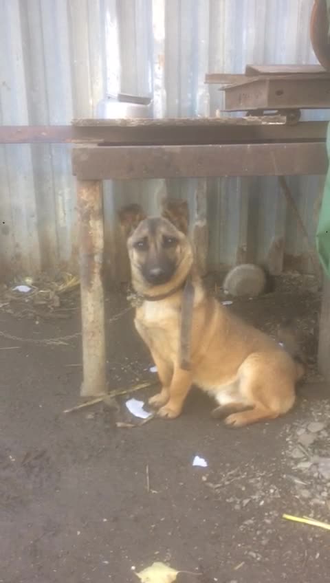 Watch the dog look at me