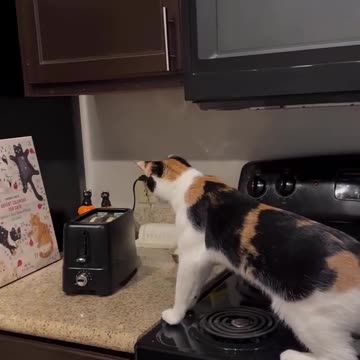 CAT SCARE FUNNY VIDEOS