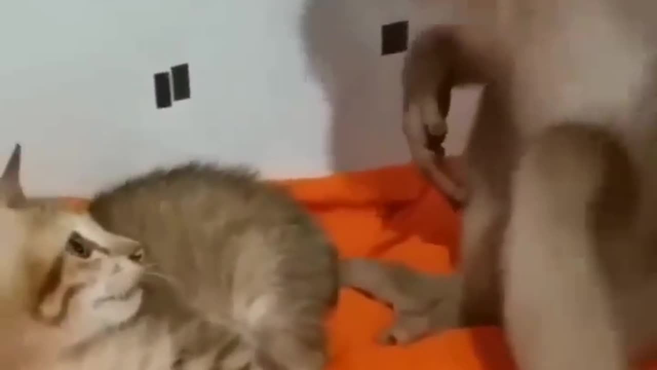 Monkey and cat talking