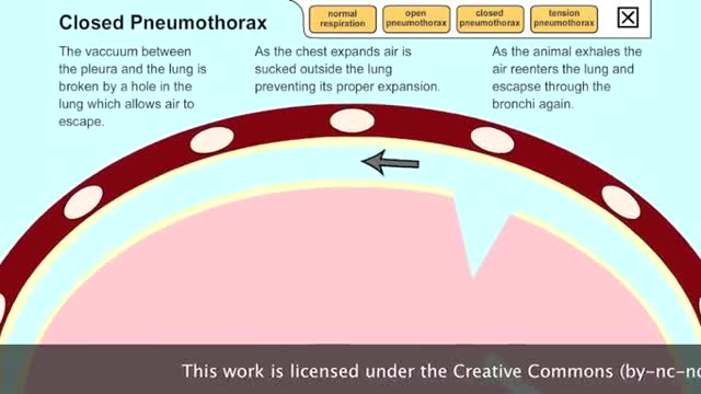 Understanding Pneumothorax in Dogs and Cats