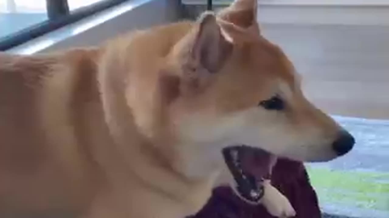 Shiba Inu Does Tricks Has opinions