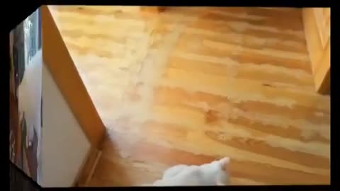 Funny cat video