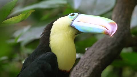 parrot feeding fruits