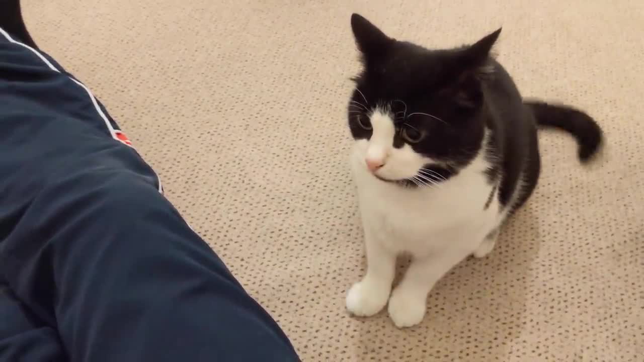 Jealous Cat Doesn't like It When Other Cat Sits On Owners Lap