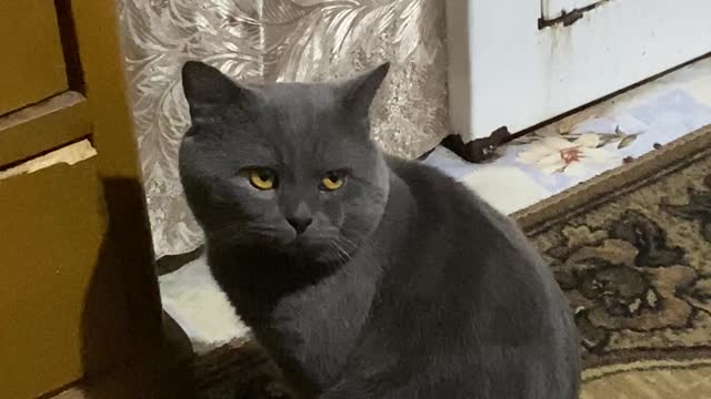 Headphone Stealing Cat Hangs Head in Shame