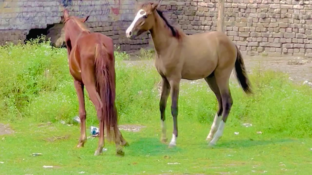 Horses playing