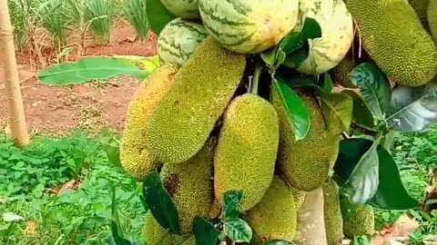 Growing jackfruit and watermelon trees in one tree growing fruits .