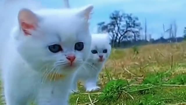 cute cat