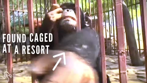 Rescued Chimps Find A Place To Call Home | The Dodo