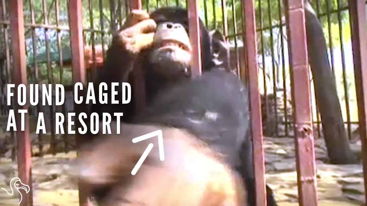 Rescued Chimps Find A Place To Call Home | The Dodo