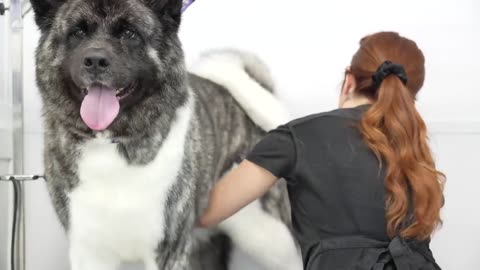 How I care my pets