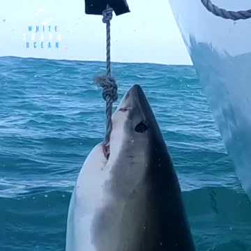 Dangerous encounter!