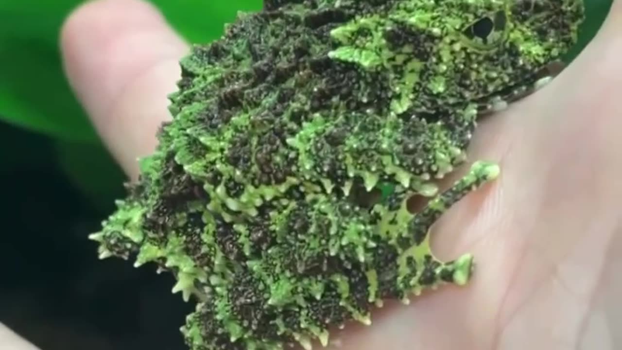 The moss frog has first-class camouflage~ Its peculiar rough skin makes it look like a piece of moss on a stone