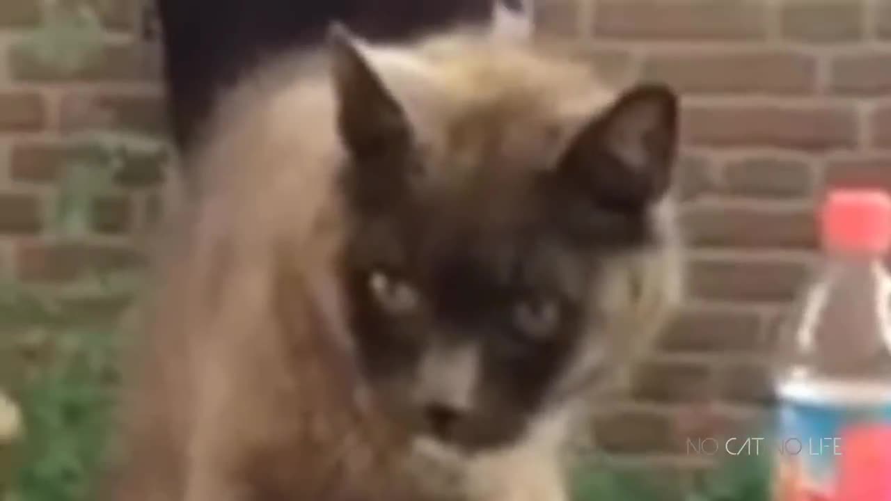 Funny Cats Compilation