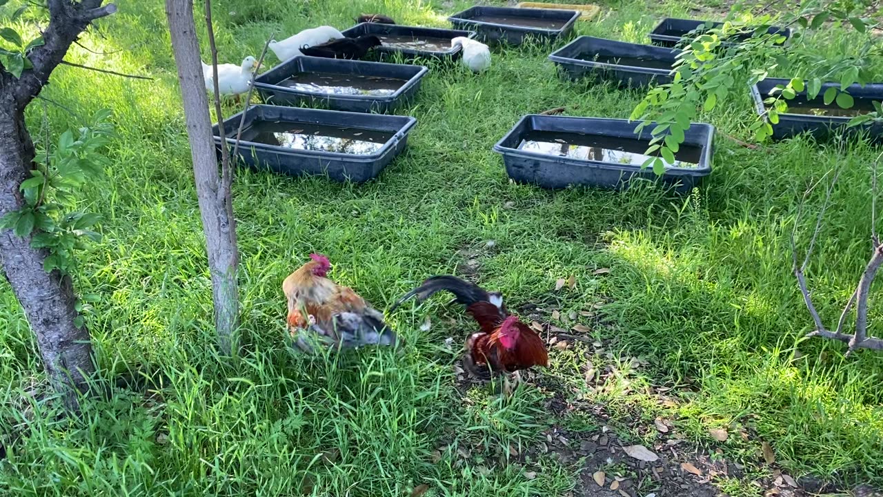 Bantam Roosters Fighting - A Life's Lesson on the Homestead