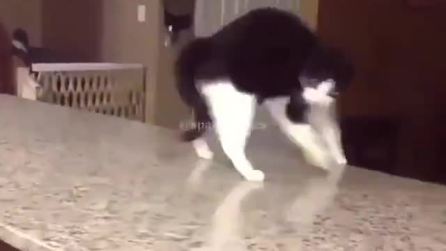 Ghost Pushing Cat