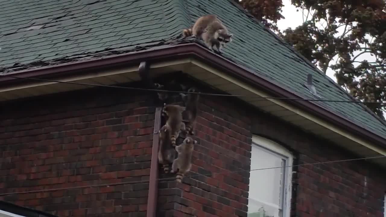 Funny Raccoons climbing on an abandoded house!