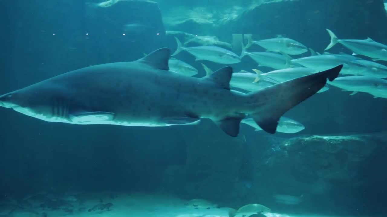 Sharks swimming under the water