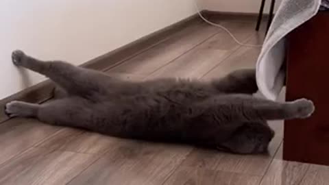 Amazing cat video