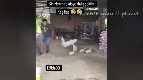 Funny Dogs And Cats Videos 2024 😅 - Best Funniest Animal Videos Of The week #8