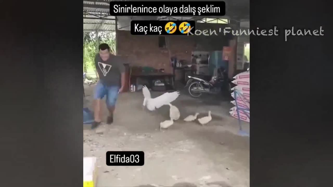 Funny Dogs And Cats Videos 2024 😅 - Best Funniest Animal Videos Of The week #8