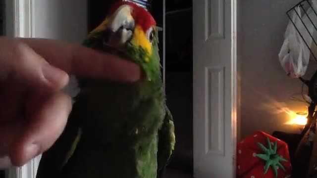 Red lored Amazon talking her own language!