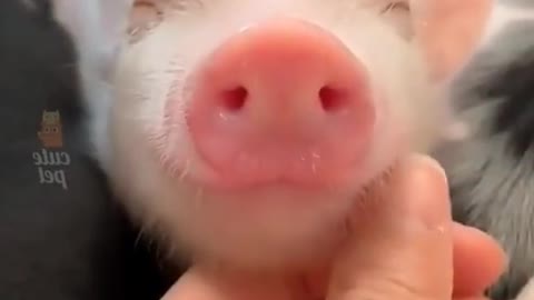 cute pig