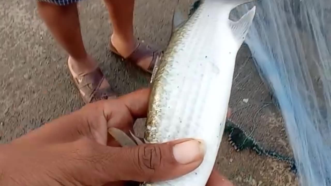 Catching the Big Parrot Fish, Sea Angel Fish, Trigger Fish & Color Fishes | Crab Fishing Technique