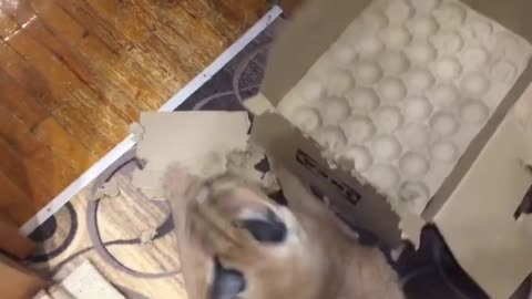 Floppa plays with Cardboard