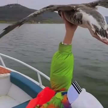 Miraculous moment vacationers on speedboat touch flying geese's belly