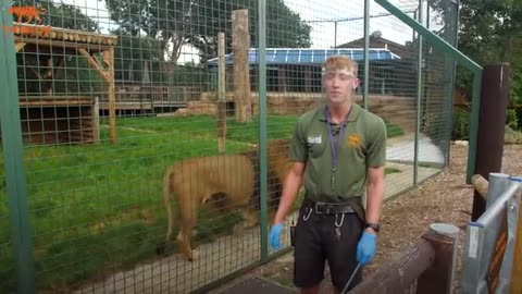 How to TRAIN a LION! - The Big Cat Sanctuary