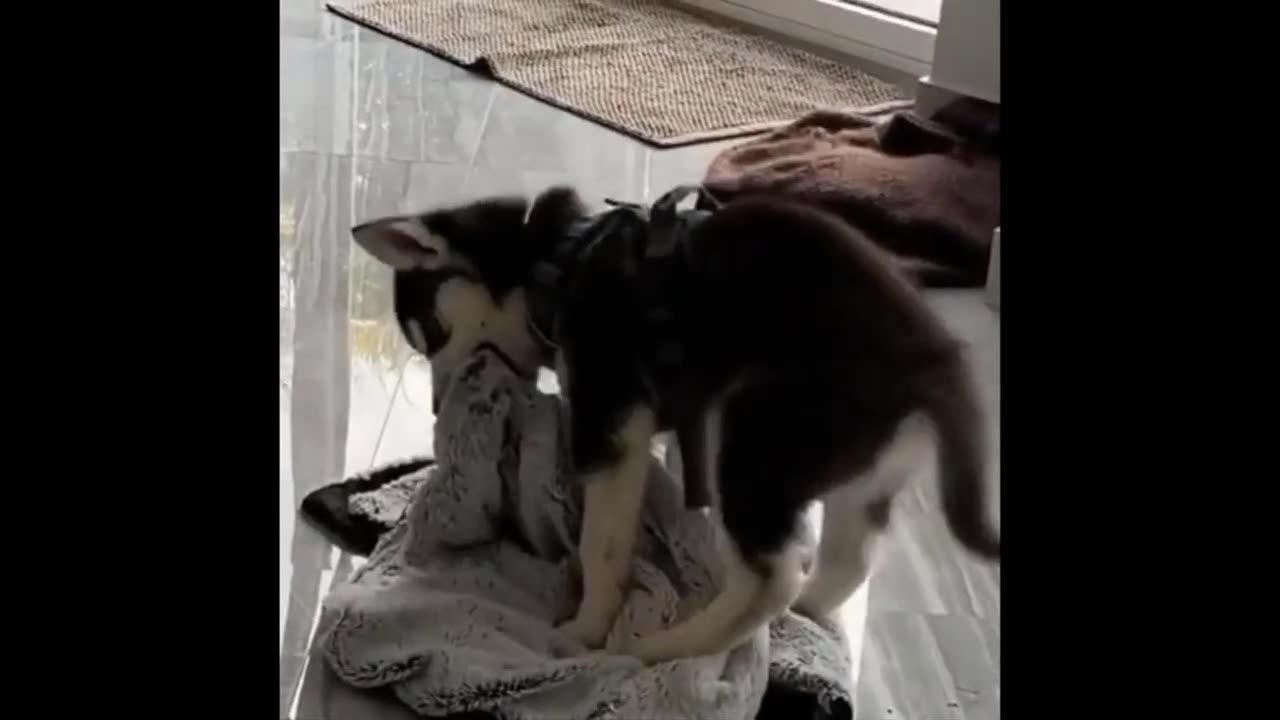 Top Funny Husky Videos 2024