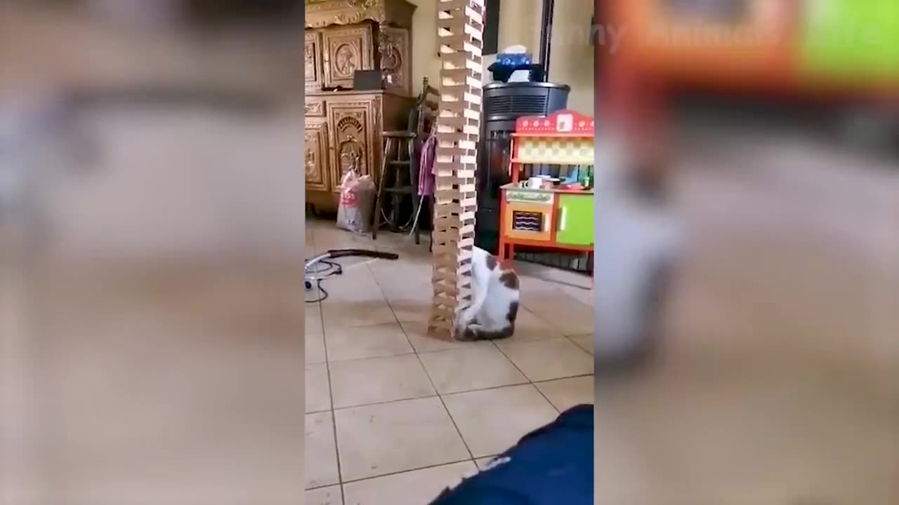 Hilarious dog and cat having fun