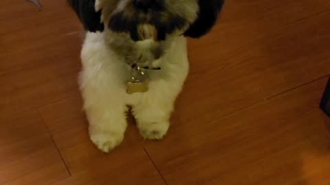 Dog gets rowdy