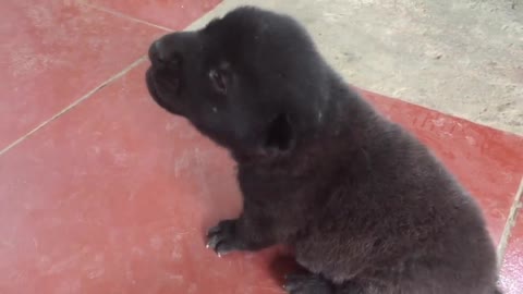 Baby dog crying