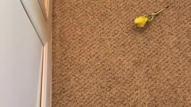 Clever Bird Fetches with Ball