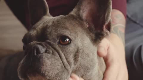 Canine Comedy Club: Stand-Up Situations with Dogs