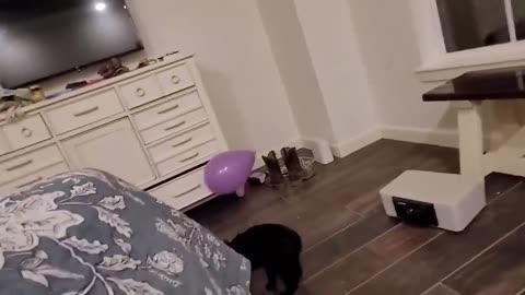 CUTE and FUNNY Munchkin Cats!