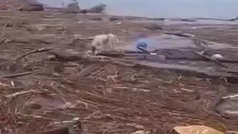 A dog from Kherson region sailed on a board to Odessa region, where he was rescued