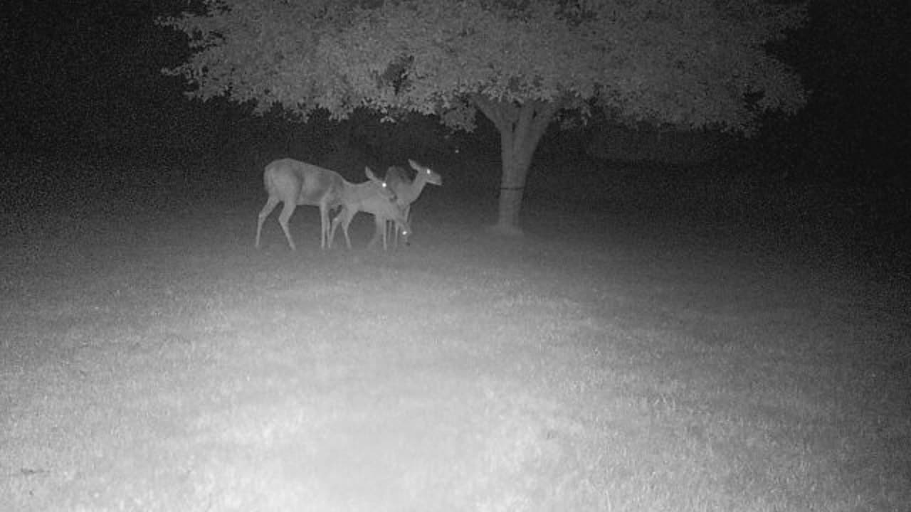 Doe with fawns