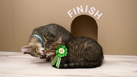 GIANT Maze Labyrinth for Cat Kittens. Can they EXIT?