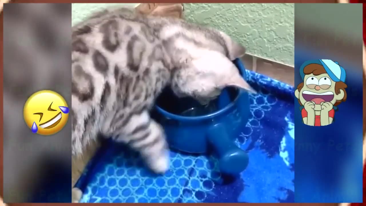 The Funny 😺 Animals 😄 In 🐶 This ❤ Video 🐺 Will 😉 Make 🐠 You ✅ Laugh 🐰