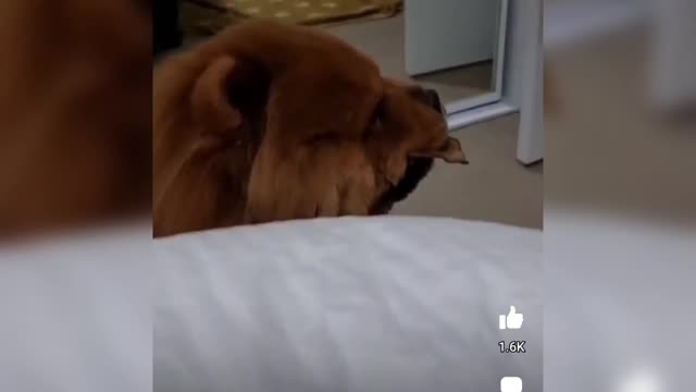 Cute Funny Dogs Videos Compilation cute moment #1
