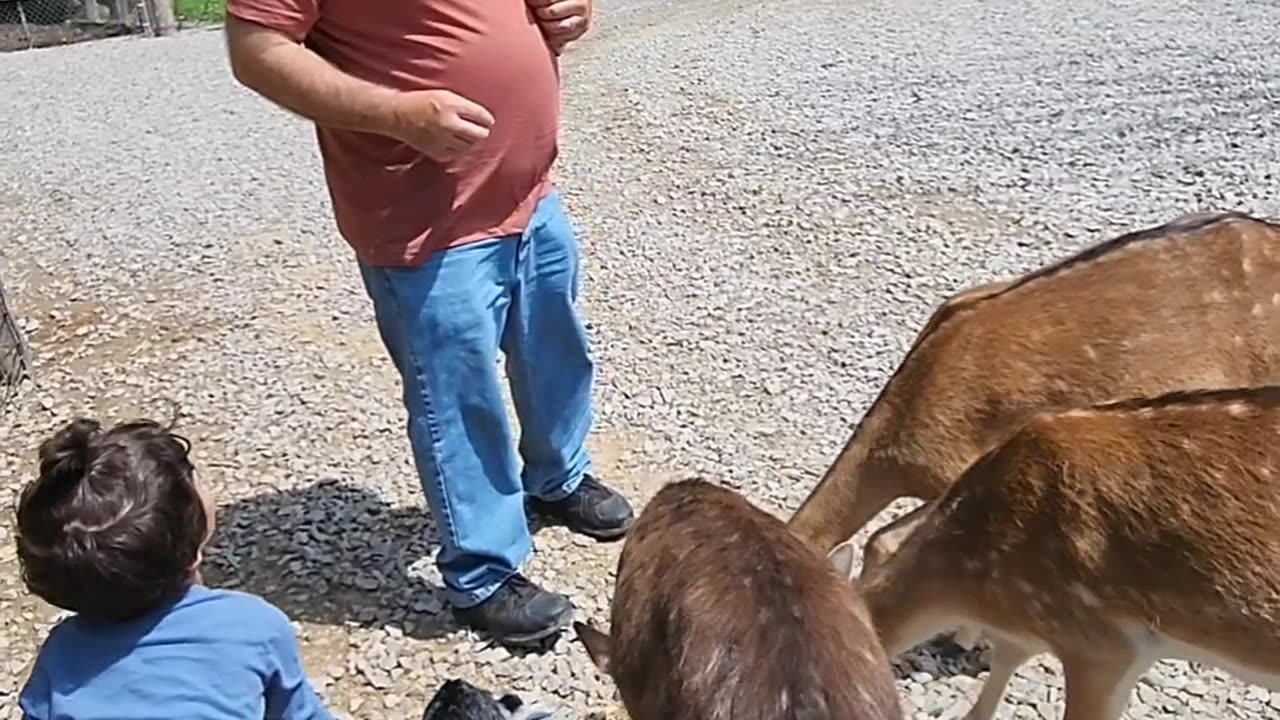 Deer Attack