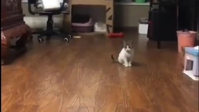 Viral Funny Cats😹#17 | Viral Clips | Pet Life | #shorts #short #viral #tranding #popular #cat#yt#pet